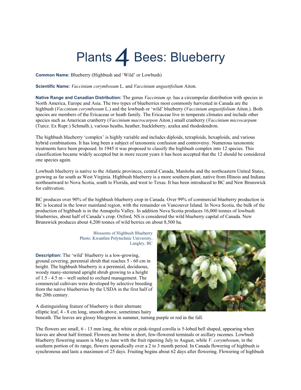 Plants 4Bees: Blueberry