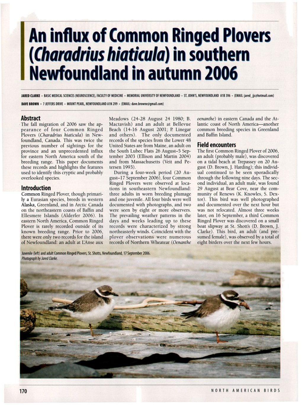 An Influx of Common Ringed Plovers (<I>Charadrius Hiaticula</I>) in Southern Newfoundland in Autumn 2006