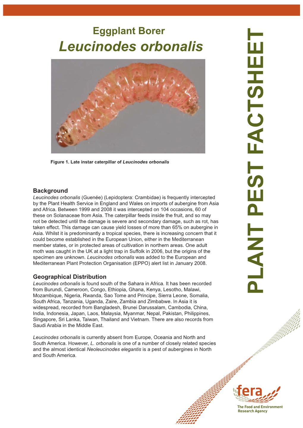 Leucinodes Orbonalis Eggplant Borer Published