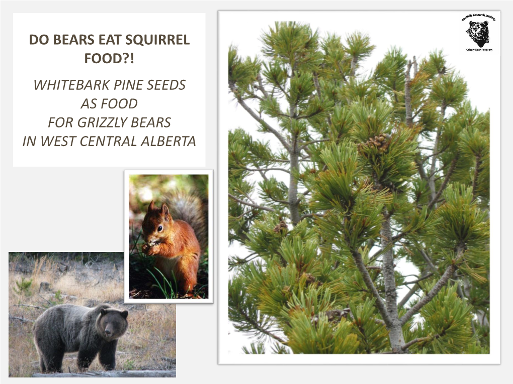 WHITEBARK PINE SEEDS AS FOOD for GRIZZLY BEARS in WEST CENTRAL ALBERTA Whitebark Pine (Pinus Albicaulis)