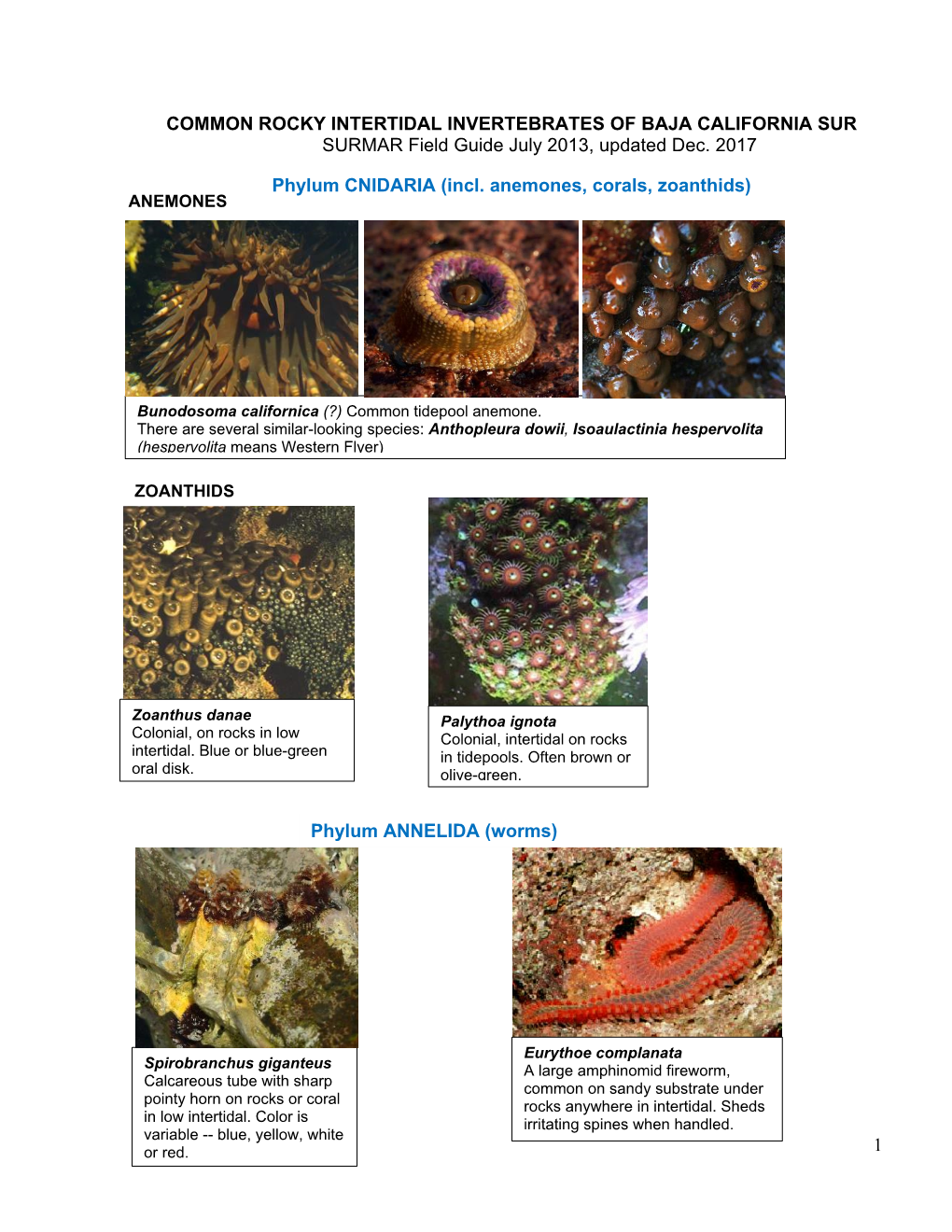 SURMAR Field Guide to Common Rocky Intertidal Invertebrates of Baja California