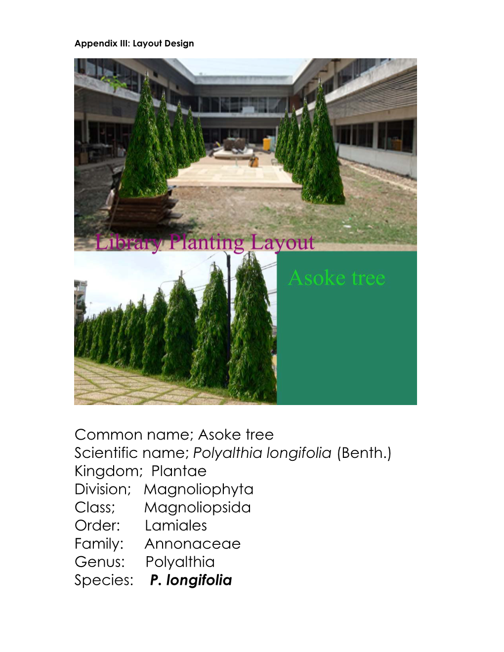 Polyalthia Longifolia (Benth.) Kingdom; Plantae Division; Magnoliophyta Class; Magnoliopsida Order: Lamiales Family: Annonaceae Genus: Polyalthia Species: P