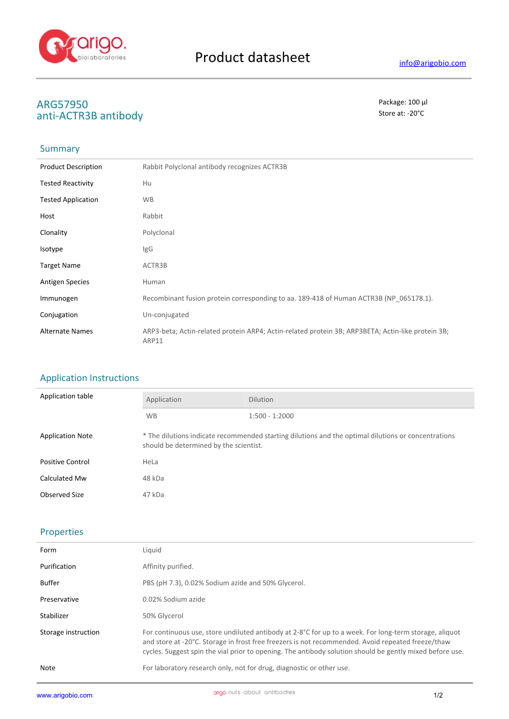 Anti-ACTR3B Antibody (ARG57950)