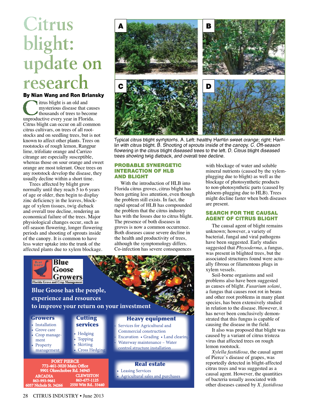 Citrus Blight Can Occur on All Common Citrus Cultivars, on Trees of All Root- Stocks and on Seedling Trees, but Is Not Known to Affect Other Plants
