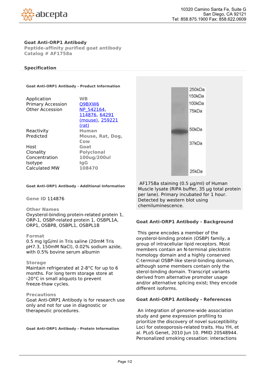 Goat Anti-ORP1 Antibody Peptide-Affinity Purified Goat Antibody Catalog # Af1758a