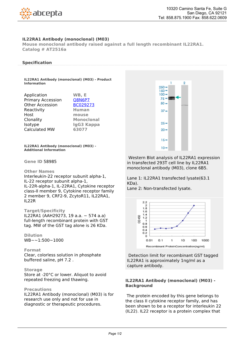 IL22RA1 Antibody (Monoclonal) (M03) Mouse Monoclonal Antibody Raised Against a Full Length Recombinant IL22RA1