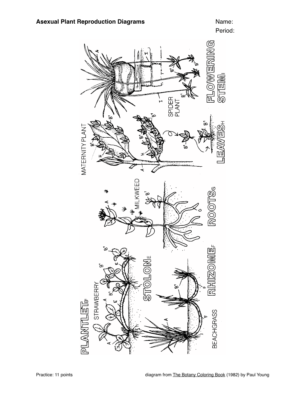 Asexual Plant Reproduction Diagrams Name: Period