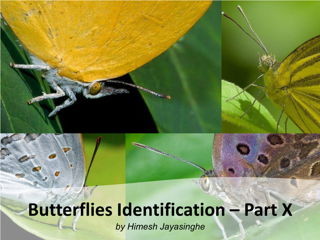 Butterflies Identification – Part X by Himesh Jayasinghe 227, Tree Flitter (Hyarotis Adrastus) 6 1 3