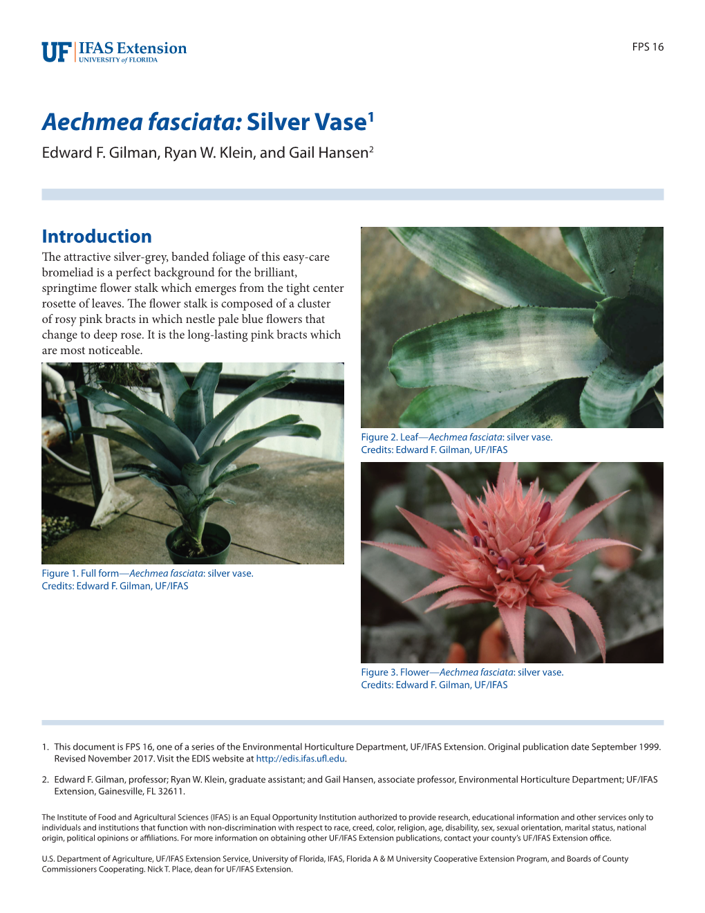 Aechmea Fasciata: Silver Vase1 Edward F