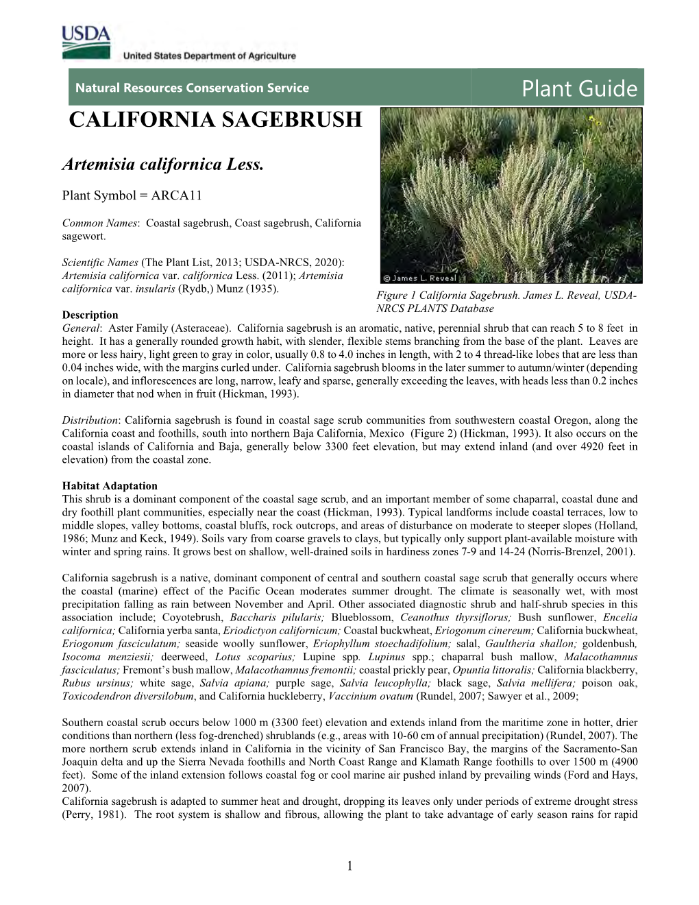 California Sagebrush (Artemisia Californica) Plant Guide