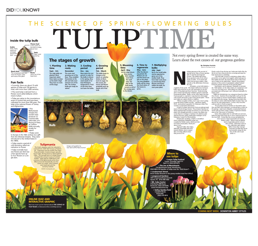 The Science of Spring-Flowering Bulbs