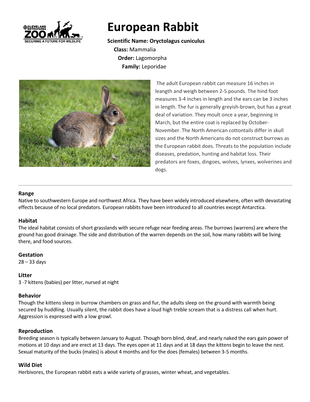 European Rabbit Scientific Name: Oryctolagus Cuniculus Class: Mammalia Order: Lagomorpha Family: Leporidae