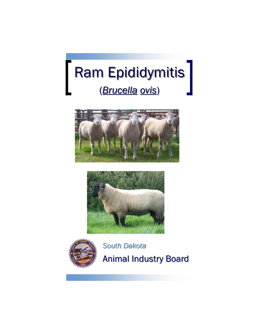 Ram Epididymitis (Brucella Ovis)?