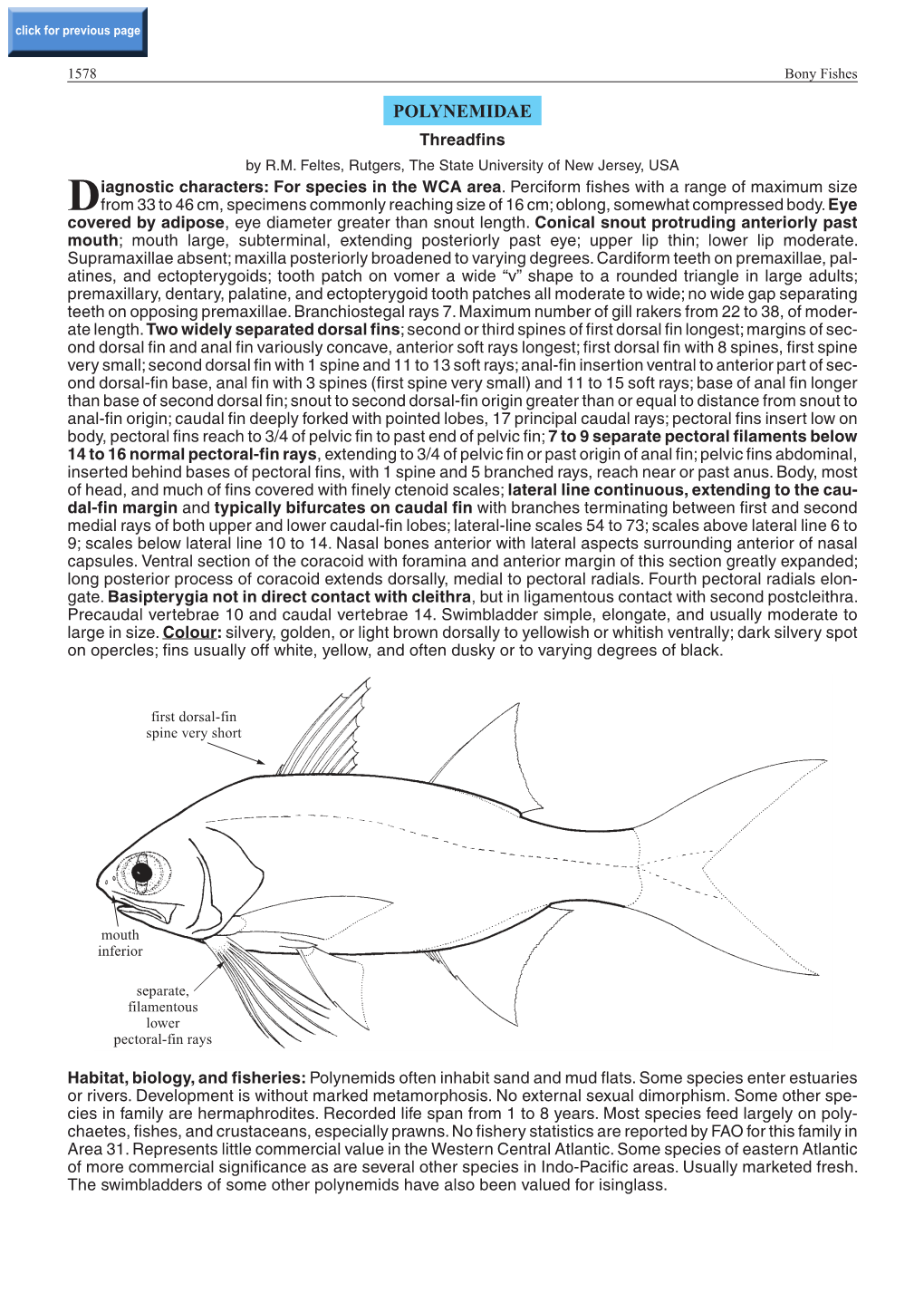 POLYNEMIDAE Threadfins by R.M