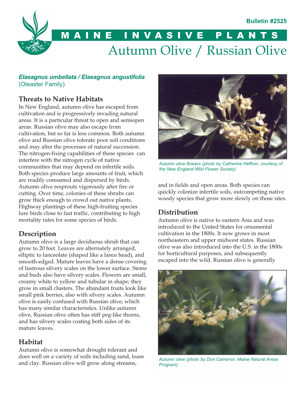 Autumn Olive / Russian Olive