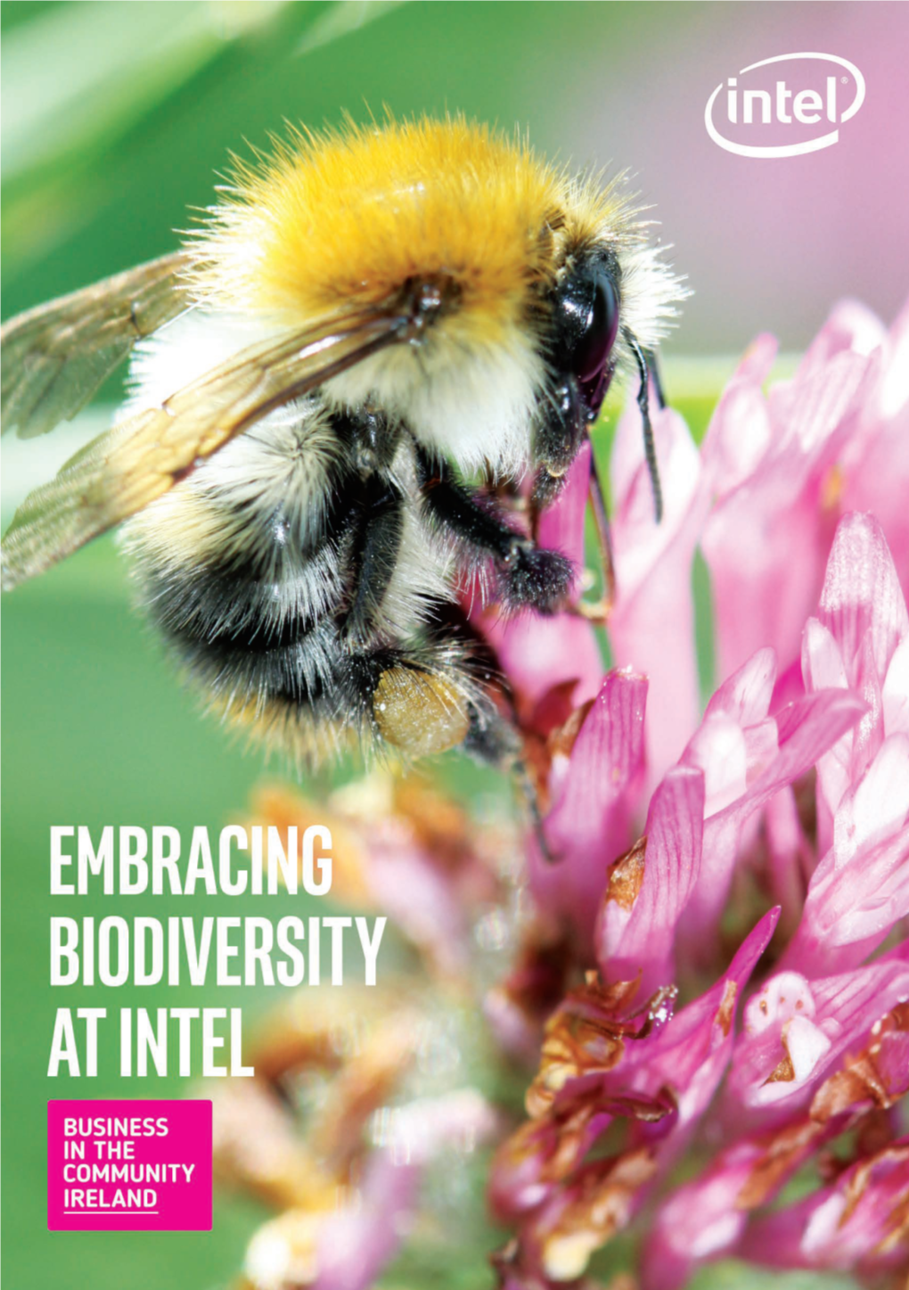 Embracing Biodiversity at Intel Ireland