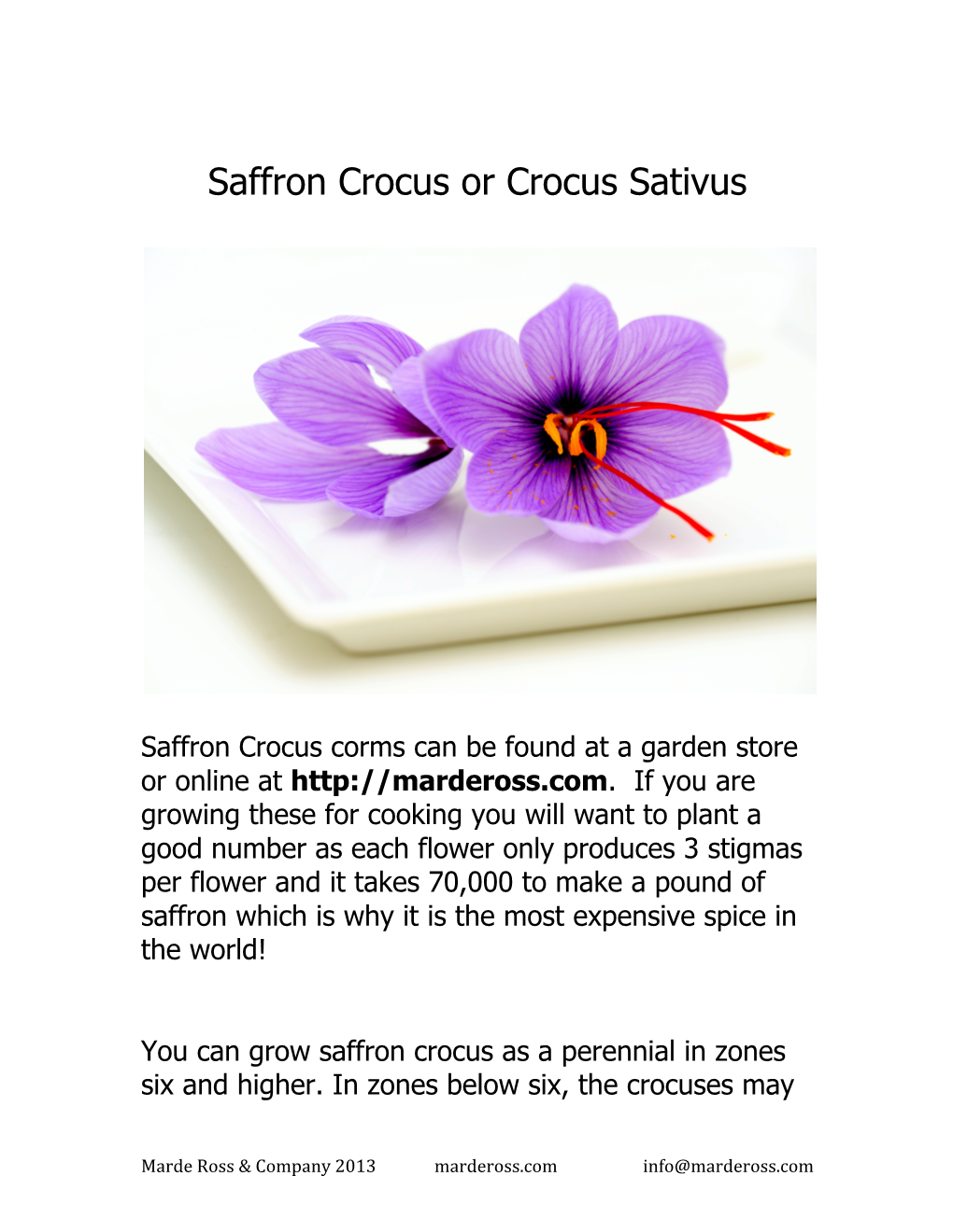 Saffron Crocus Or Crocus Sativus