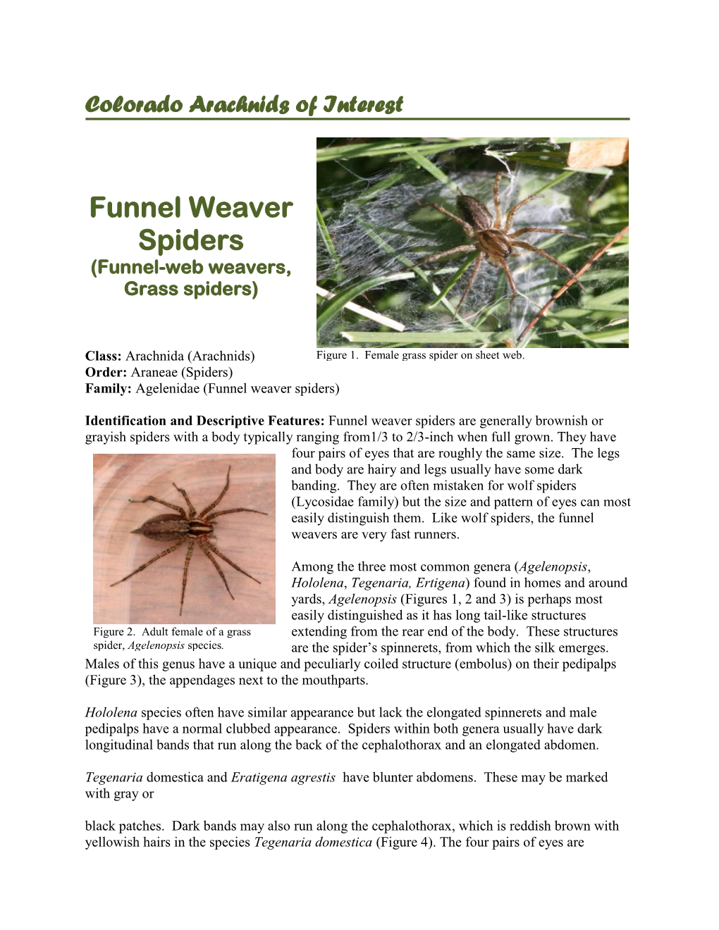 Funnel Weaver Spiders (Funnel-Web Weavers, Grass Spiders)