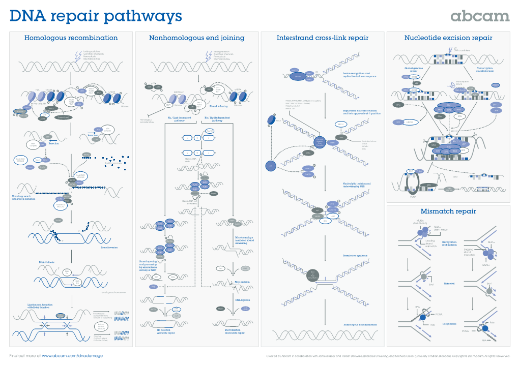 Homologous Recombination Nonhomologous End Joining Interstrand Cross-Link Repair Nucleotide Excision Repair Mismatch Repair