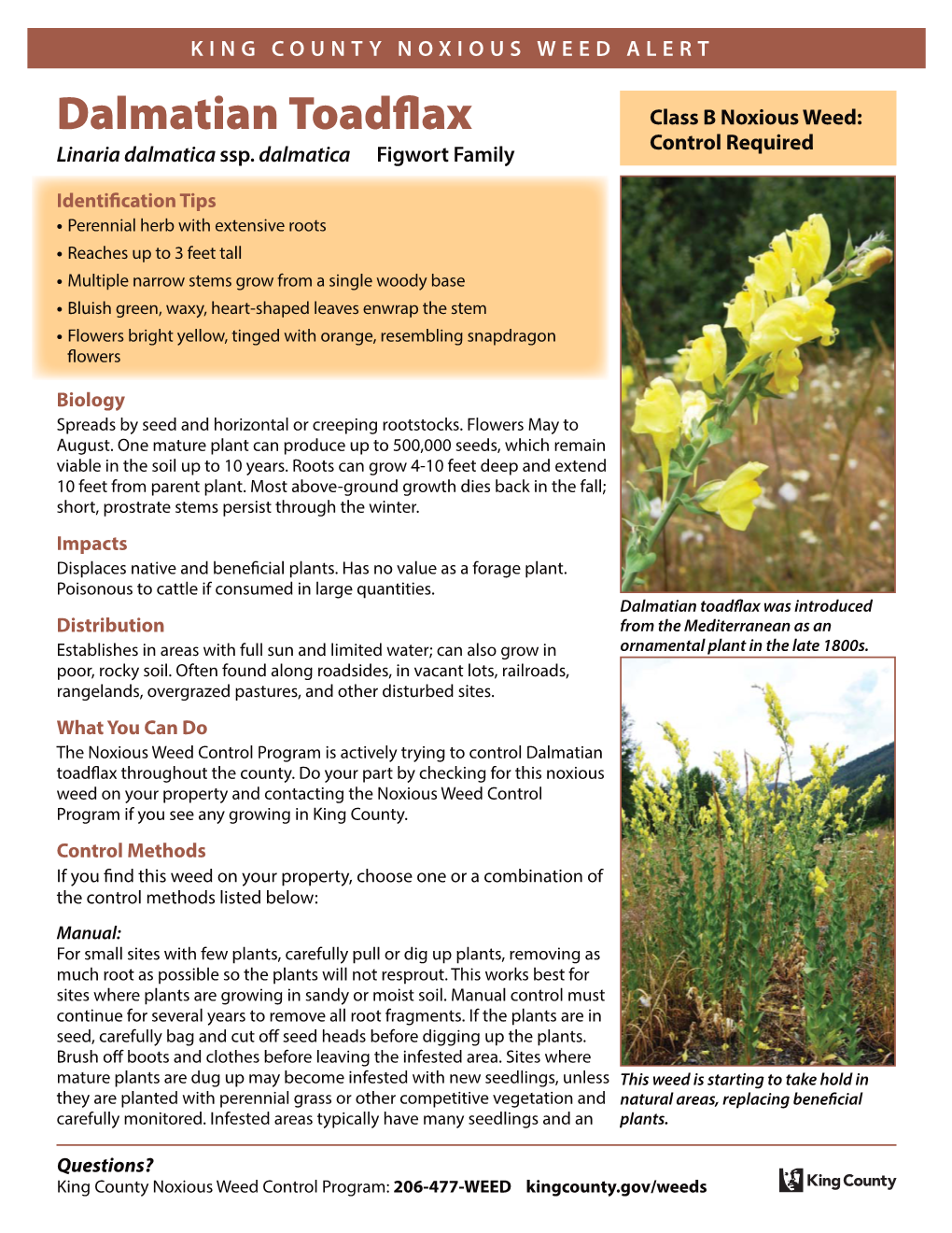 King County Dalmatian Toadflax Weed Alert