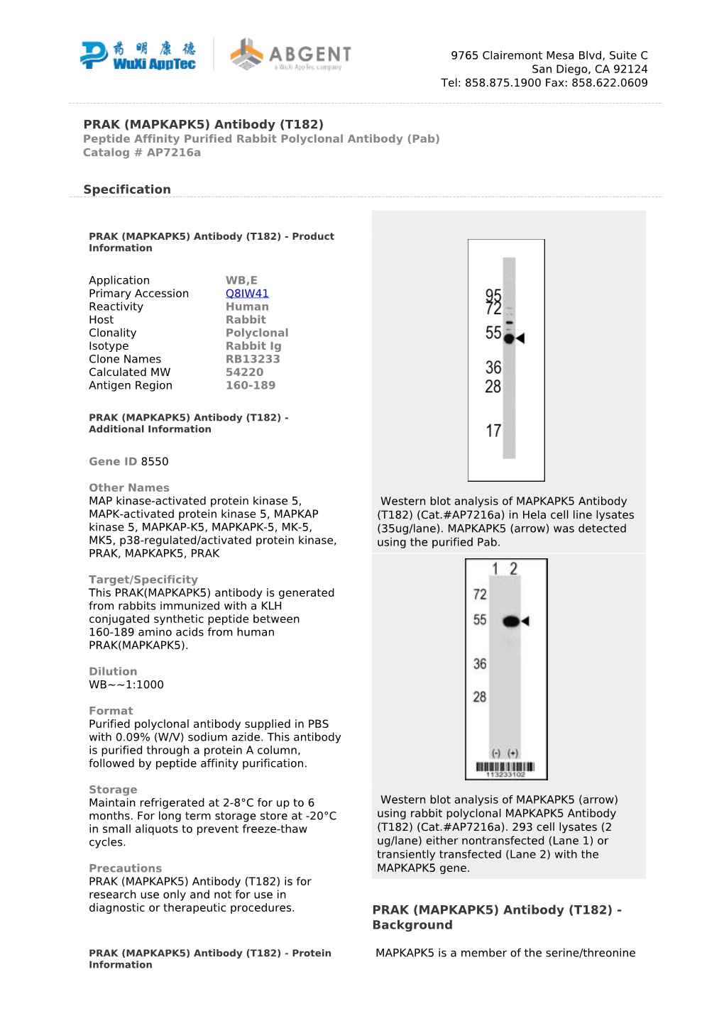 PRAK (MAPKAPK5) Antibody (T182) Peptide Affinity Purified Rabbit Polyclonal Antibody (Pab) Catalog # Ap7216a