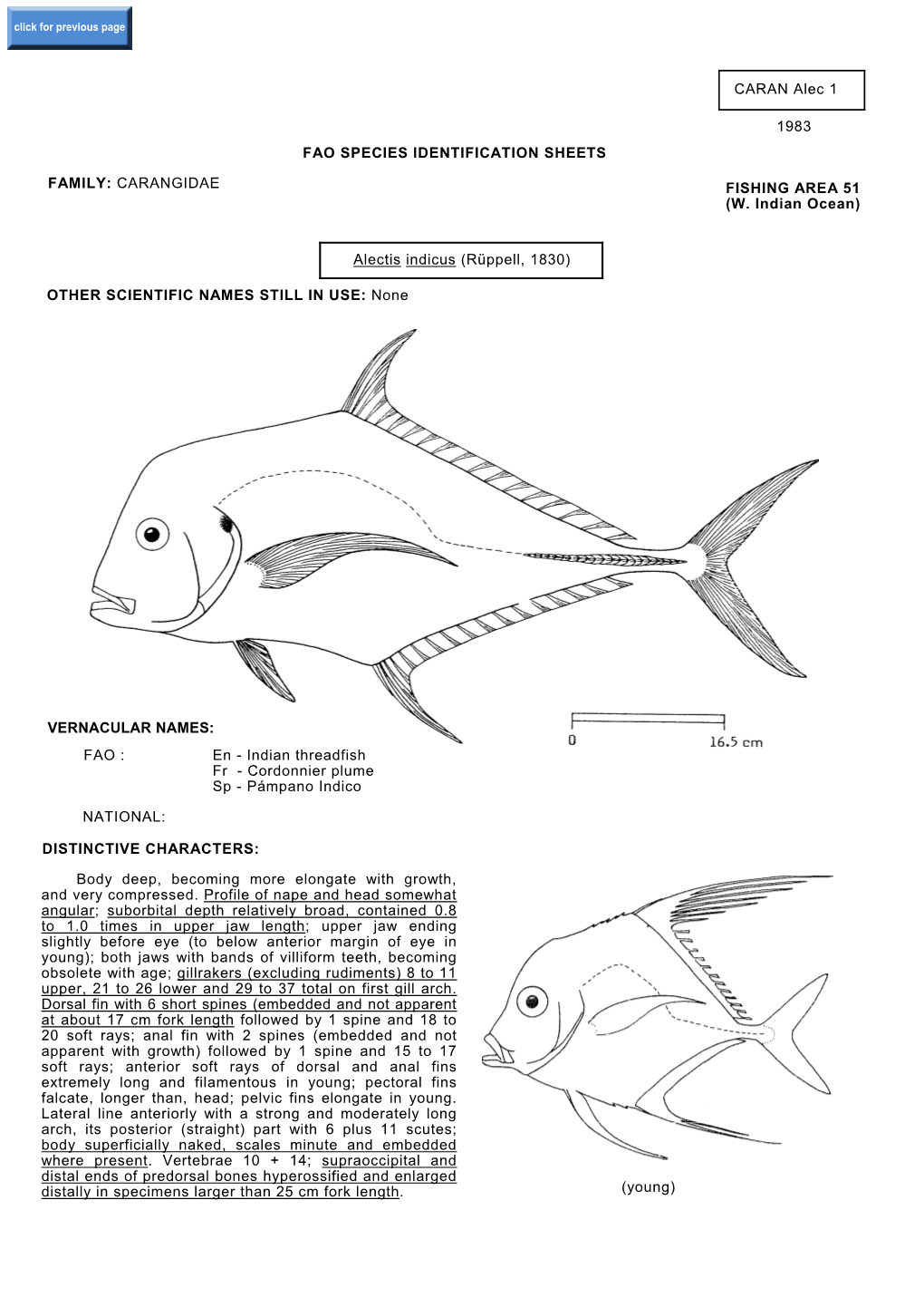 (W. Indian Ocean) Alectis Indicus (Rüppell, 1830) OTHER