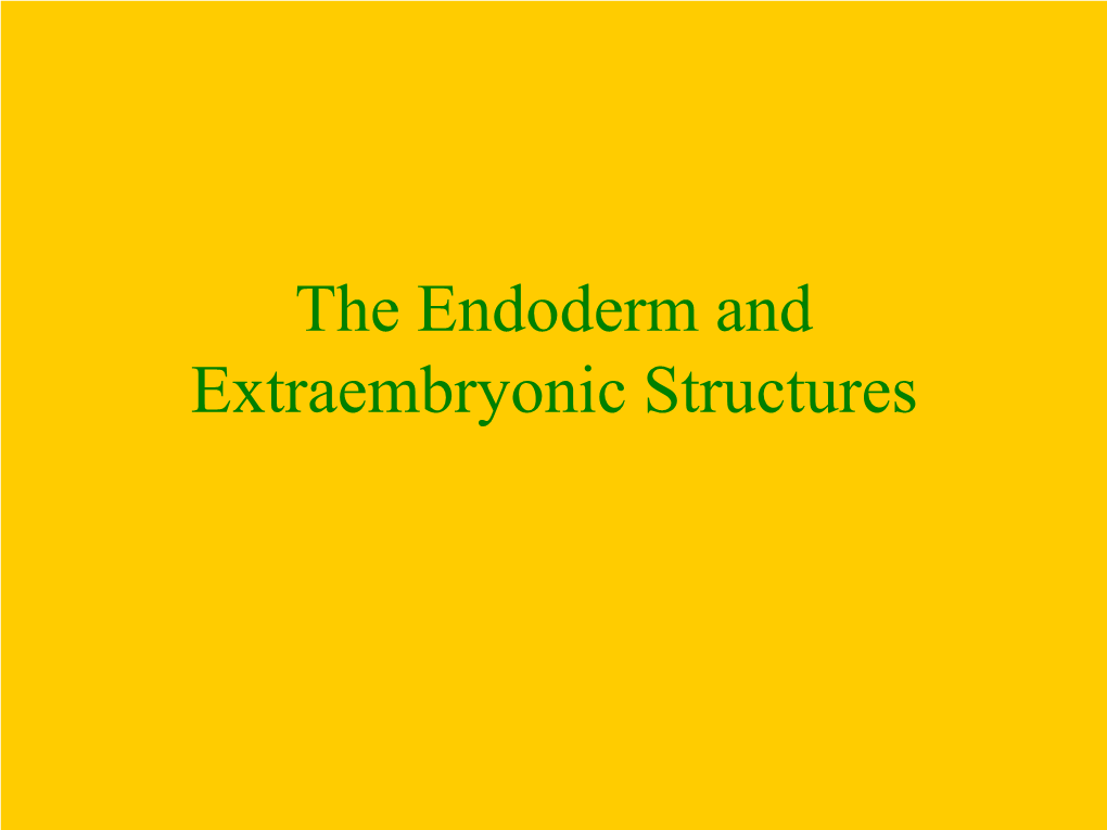 Endoderm and Extraembryonic Structures