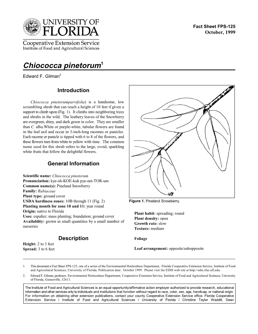 Chiococca Pinetorum1
