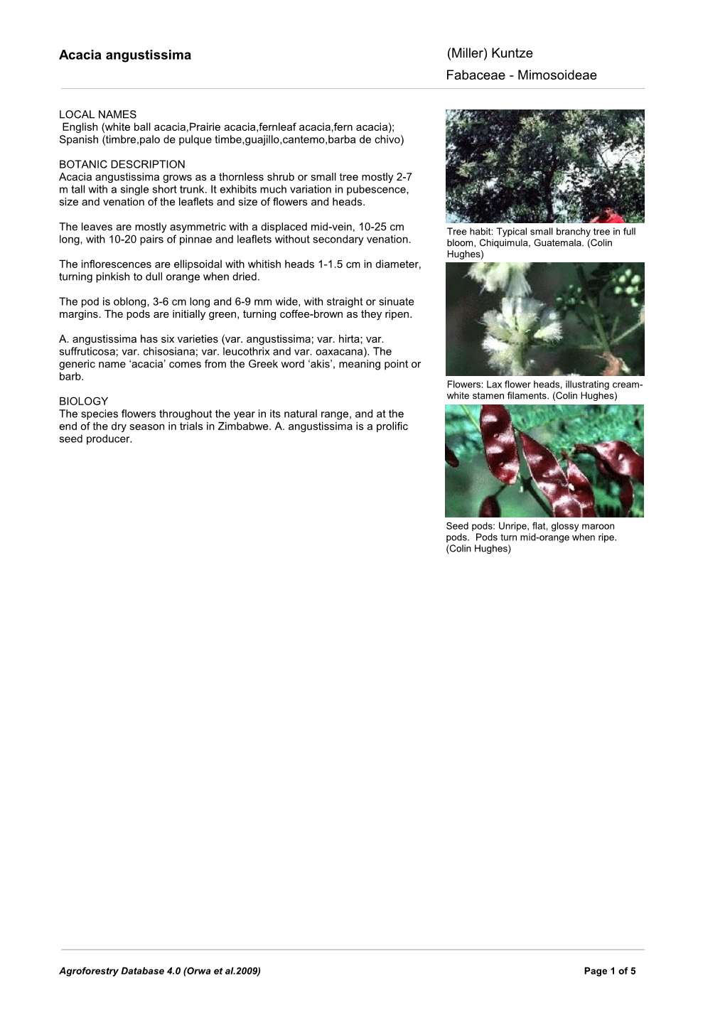 Acacia Angustissima (Miller) Kuntze Fabaceae - Mimosoideae