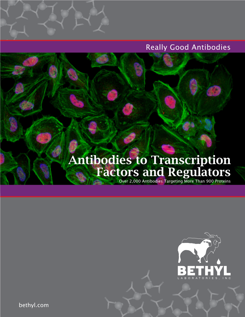 Antibodies to Transcription Factors and Regulators Over 2,000 Antibodies Targeting More Than 900 Proteins
