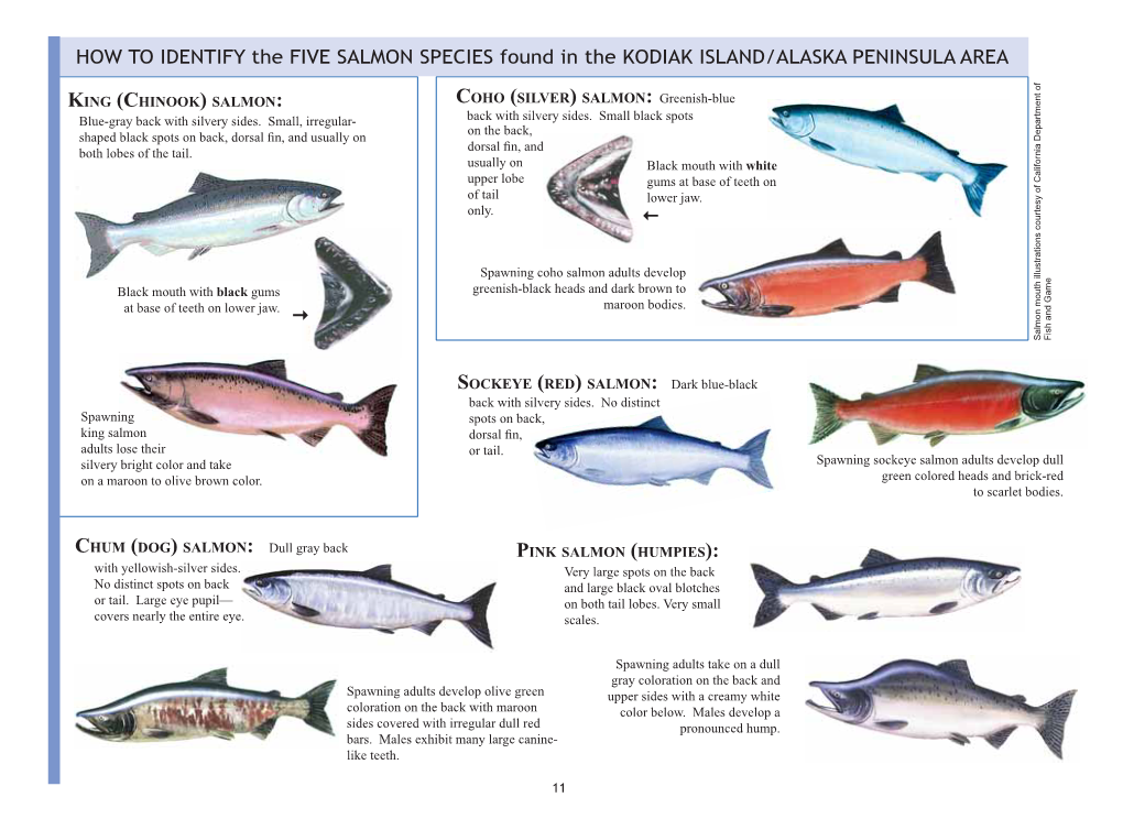 HOW to IDENTIFY the FIVE SALMON SPECIES Found in the KODIAK ISLAND/ALASKA PENINSULA AREA