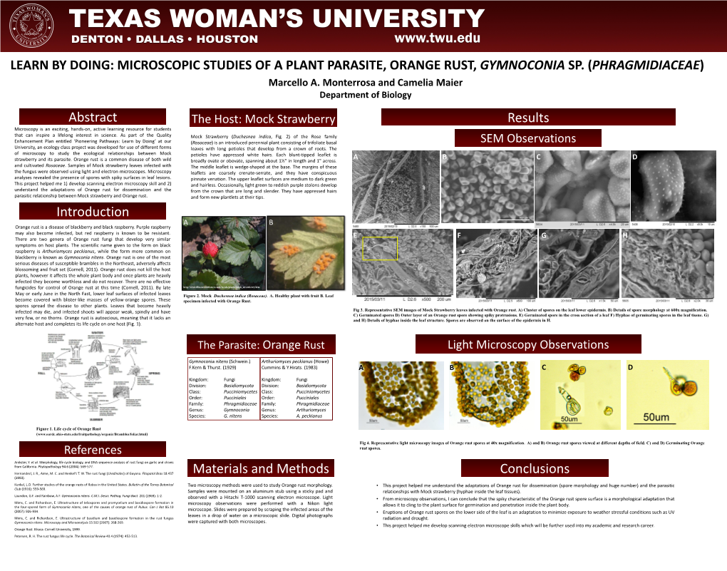 The Parasite: Orange Rust Light Microscopy Observations