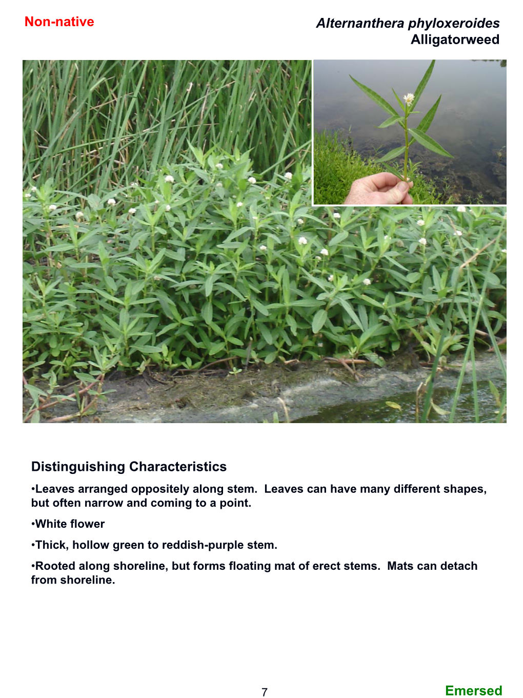 Field Guide to Aquatic Plants of Alabama