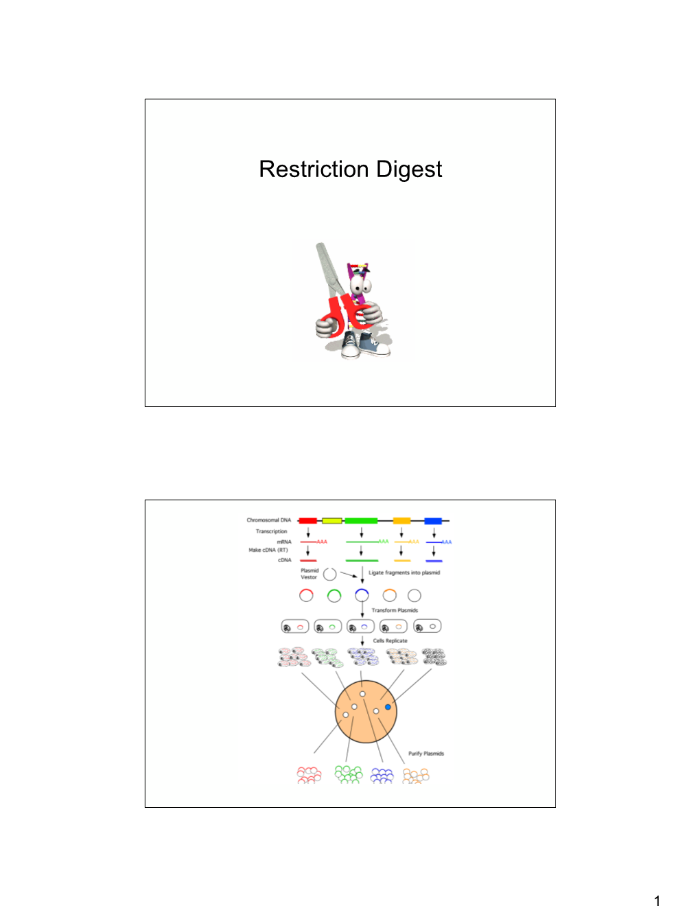 Restriction Digest