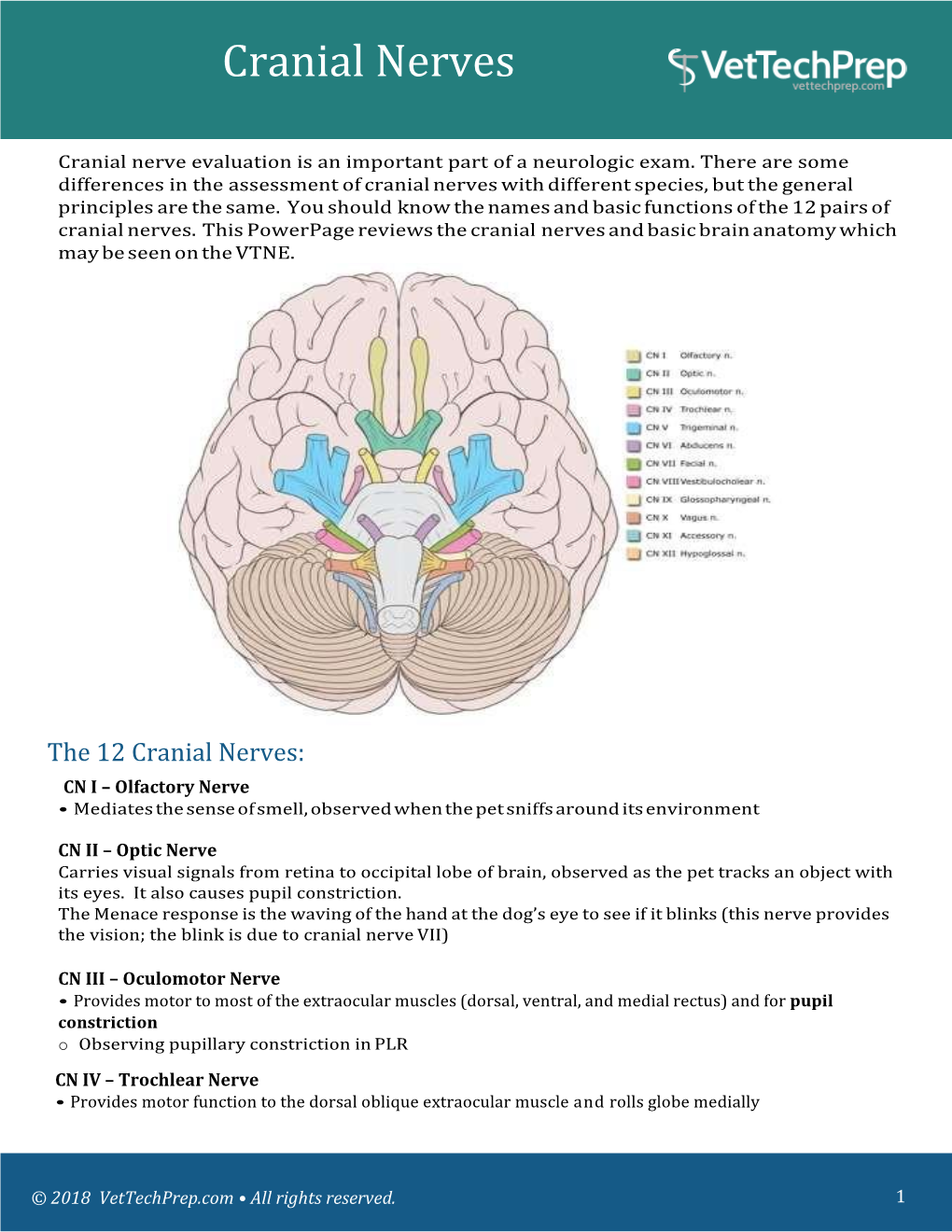 Cranial Nerves