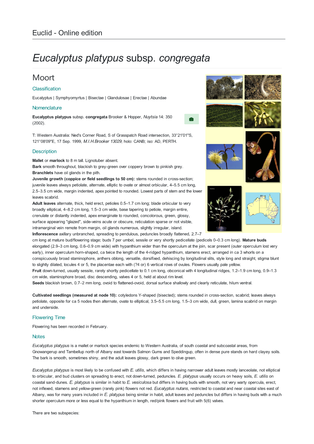 Eucalyptus Platypus Subsp. Congregata Moort Classification Eucalyptus | Symphyomyrtus | Bisectae | Glandulosae | Erectae | Abundae Nomenclature