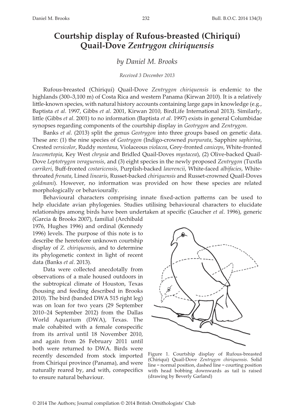 Quail-Dove Zentrygon Chiriquensis