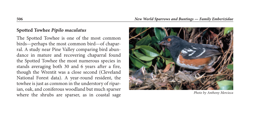 Towhee, Spotted