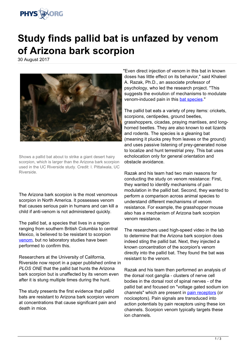 Study Finds Pallid Bat Is Unfazed by Venom of Arizona Bark Scorpion 30 August 2017