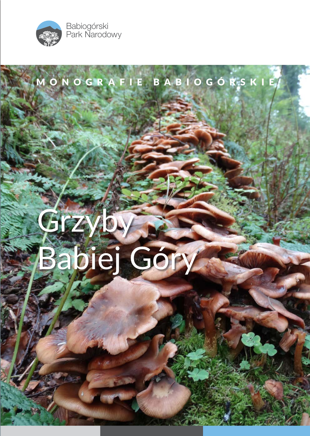 Grzyby Babiej Góry