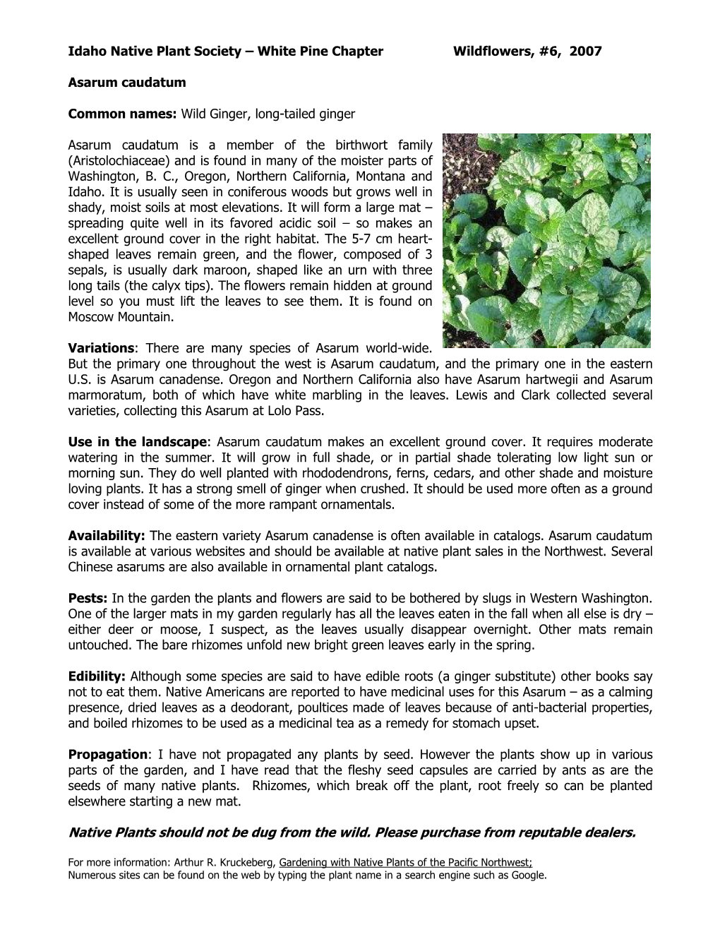 Asarum Caudatum Species Sheet