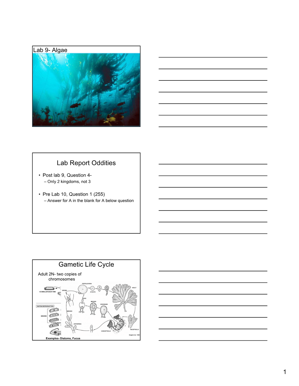 Lab Report Oddities Gametic Life Cycle