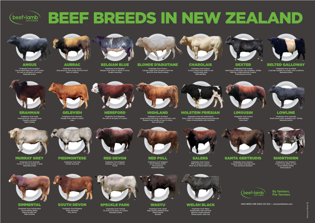 Beef Breeds in New Zealand