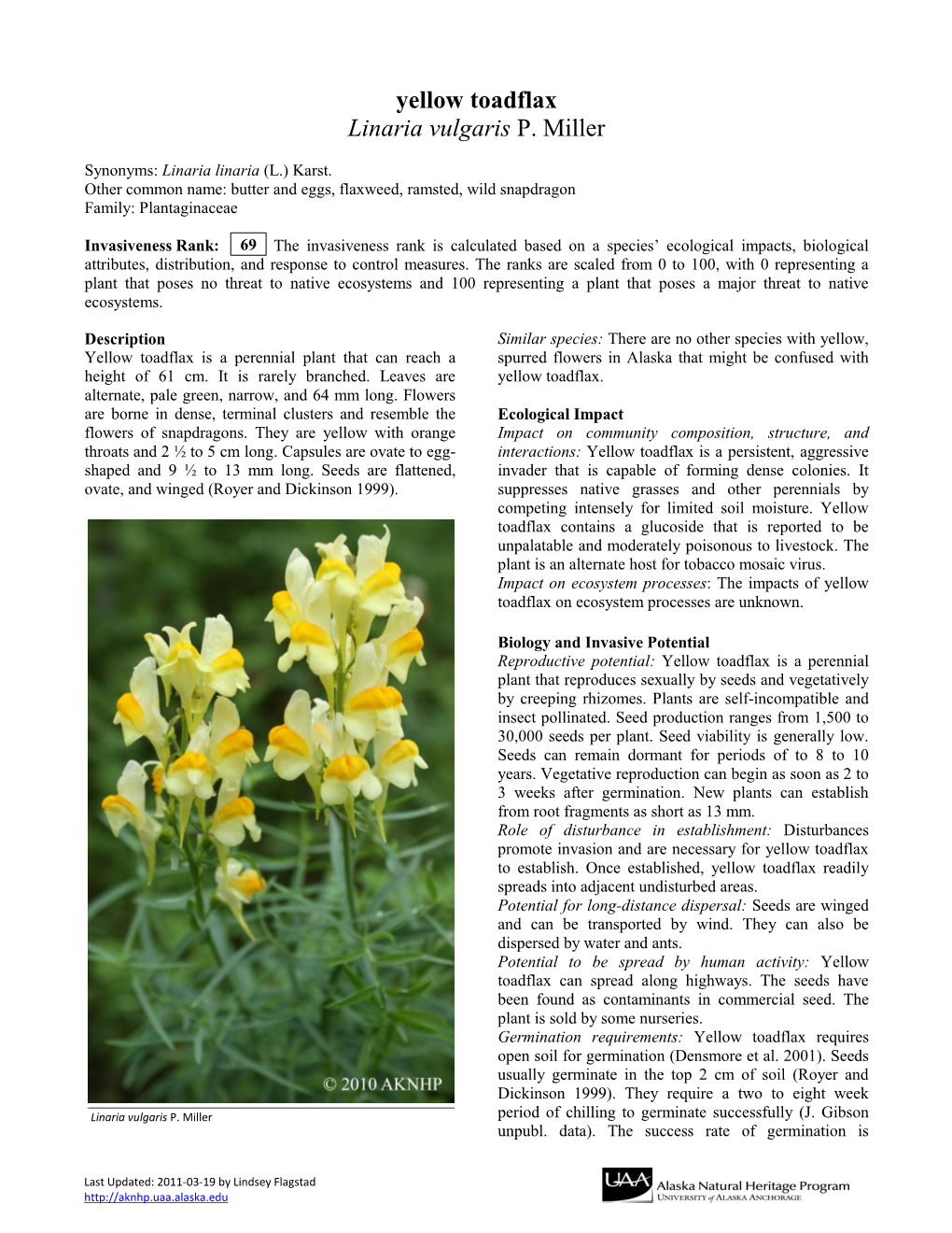 Yellow Toadflax Linaria Vulgaris P