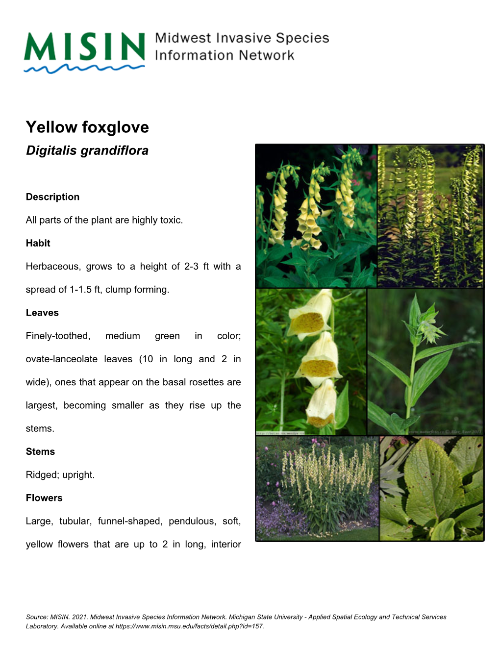 Yellow Foxglove Digitalis Grandiflora
