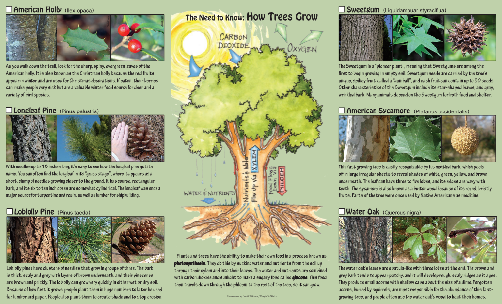 Loblolly Pine American Holly (Ilex Opaca)