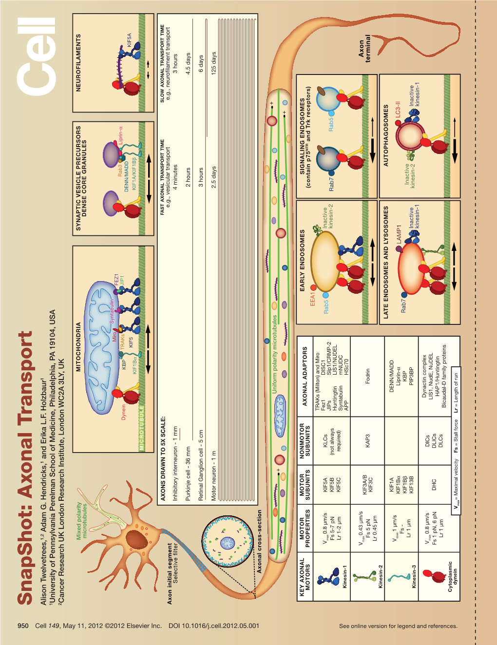 Snapshot: Axonal Transport Alison Twelvetrees,1,2 Adam G