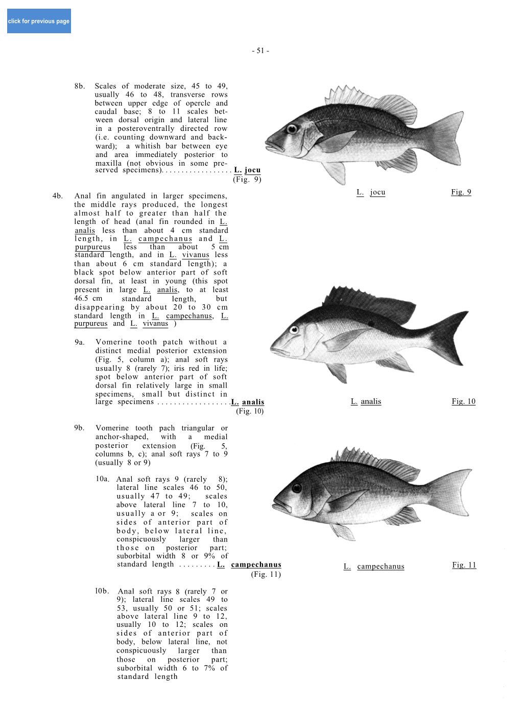 Lutjanus Adetii (Castelnau, 1873) LUT Lut 43