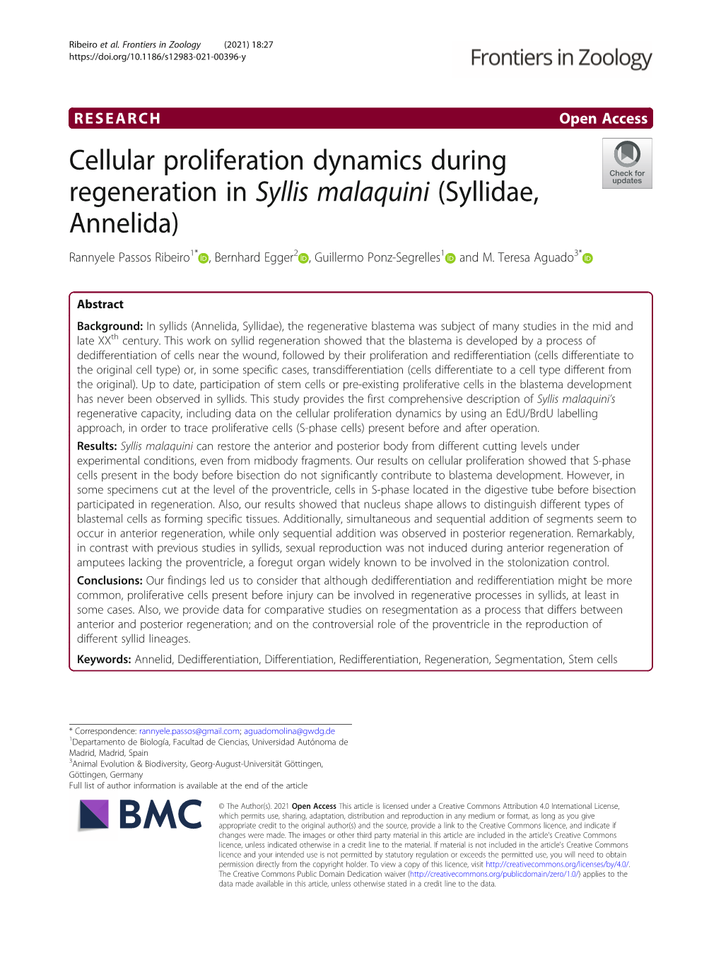 Cellular Proliferation Dynamics During Regeneration in Syllis Malaquini