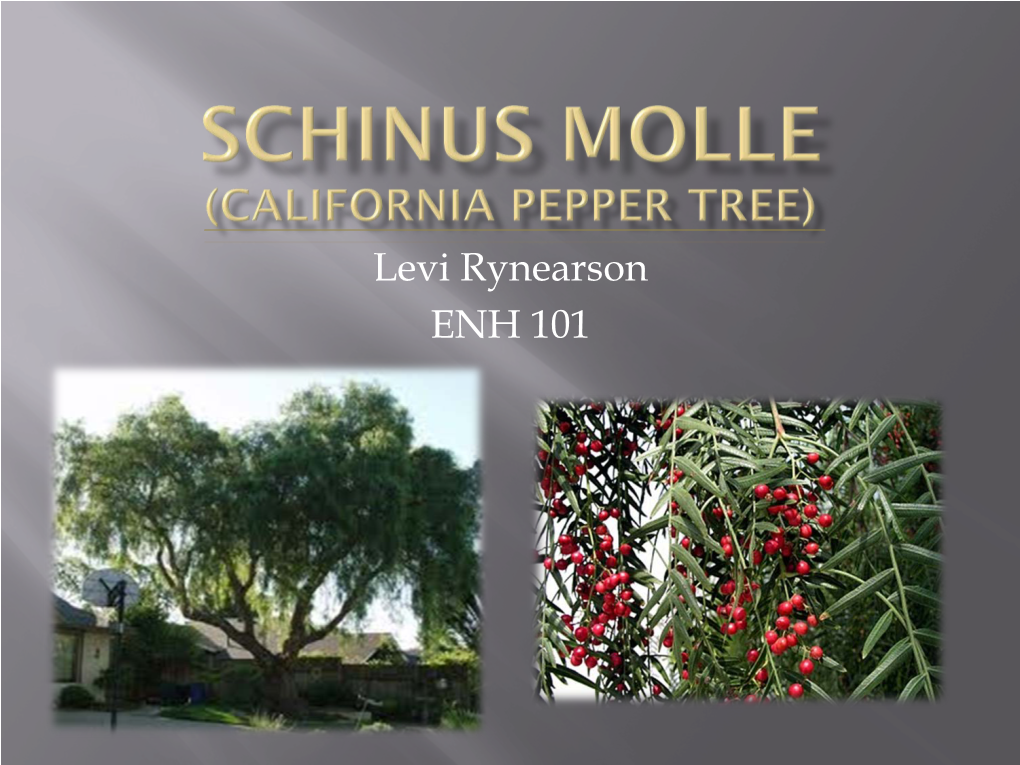 Schinus Molle (California Pepper Tree)